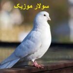 دانلود اهنگ افغانی کاش کبوتر میبودم با صدای زن مرد + ریمیکس اینستاگرام دانلود اهنگ افغانی کاش کبوتر میبودم با صدای زن مرد + ریمیکس اینستاگرام